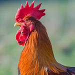 Cockerel