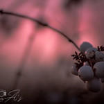 Sunset and nature's baubles