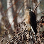 Adult Sharp-shinned Hawk