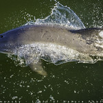 Sanibel Isalnd - 2018