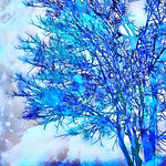 Cold morning by the pond