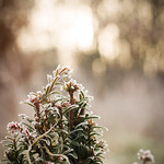 Sempervirente - Evergreen