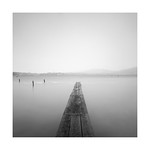 Schw&auml;ne im Schnee