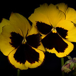 DSC_0090-001 solidarity