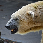 Who wants to get eaten today? Tundra the polar bear R.I.P.