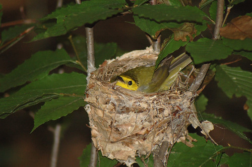 Hooded Warbler nest