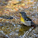 And the Parula came back DSC_5162