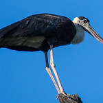 Woolly-necked Stork Perched