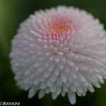 On the garden terrace , "daisy"