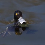 Tufted Duck