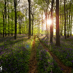 Bluebells at Dockey Wood