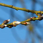 Catkins and a blue sky