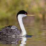 Western Greb (Aechmophorus occidentalis) and sleepy baby