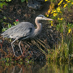 Great Blue Heron (Ardea herodias)