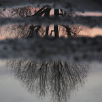 puddle tree.