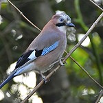 Ol` Blue Eyes is Back