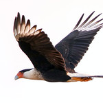 Crested Caracara