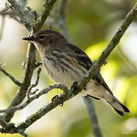 Dreaming of birds 11