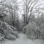 winter wander wonder land