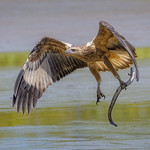 buckley's hole - juvenile white-bellied sea eagle #1