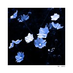 Blue flowers - Blaue Bl&uuml;ten
