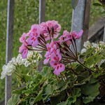 Pelargoniums