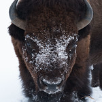 CHAIRMAN OF THE BOARD