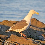 Gull, Ediz Hook, Port Angeles, Washington State, USA 11/18/18