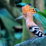 Hoopoe