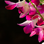 Best friends forever