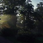 Morning in the park.