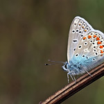 common blue