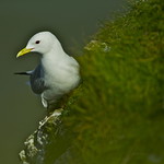 KITTIWAKE