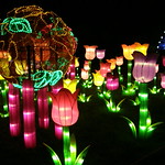China Lights 16