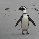 African Penguin