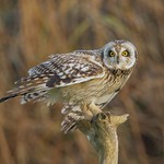Short eared owl