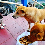 ,, Discussing The Rules - Explored ,,