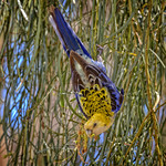 alice river - pale-headed rosella