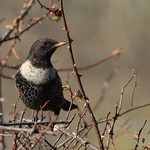 Ring Ouzel - Male (Turdus torquatus)