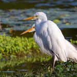 Intermediate Egret in breeding plumage