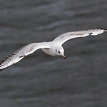 Chasing gulls, chasing..