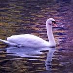 From Golden to Purple