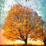 The golden days are flying away