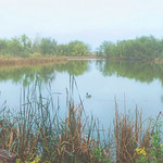 A misty morning at Fountain Creek Park, Colorado Springs Colorado