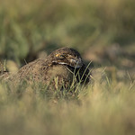 &Ntilde;acund&aacute; - Nacunda Nighthawk