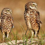 Burrowing Owl pair