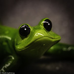 Cute Froggie -- HMM!