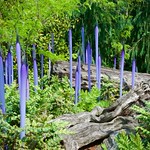 Chihuly Garden & Glass