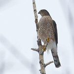 Sharp-shinned Hawk_1J8A0097