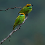 นกจาบคาเล็ก / Little Green Bee-eater / Merops orientalis